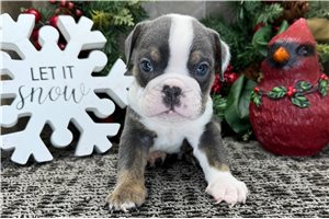 Drake - Bulldog for sale