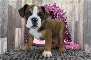Darius - Bulldog for sale