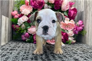 Loren - Bulldog for sale