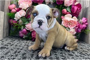 Leah - Bulldog for sale