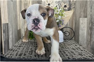 Diego - Bulldog for sale