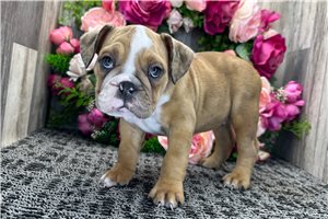 Lacey - Bulldog for sale
