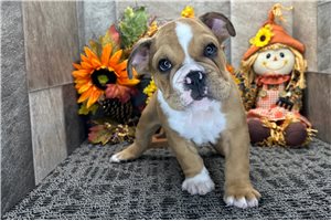 Callen - Bulldog for sale