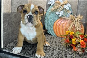 Callen - Bulldog for sale