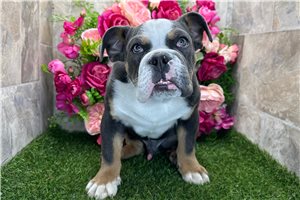 Dillon - Bulldog for sale