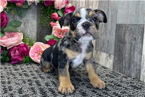 Luke - Bulldog for sale