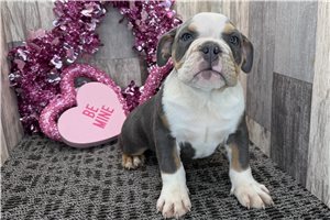 Darwin - Bulldog for sale