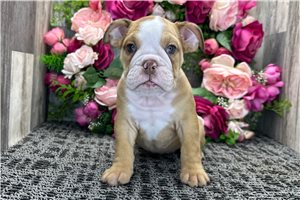 Lucille - Bulldog for sale