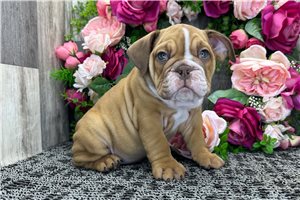 Lily - Bulldog for sale