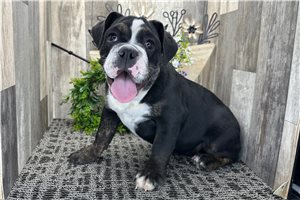 Dolly - Bulldog for sale