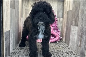 Becca - Cockapoo for sale