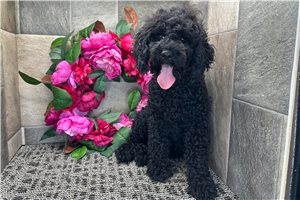 Nolan - puppy for sale