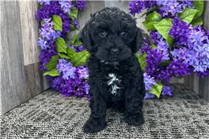 Naomi - Cockapoo for sale
