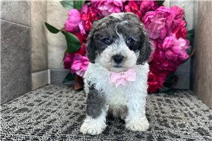 Ruger - Cockapoo for sale