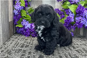 Noah - puppy for sale