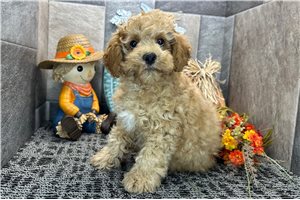 Rolf - puppy for sale