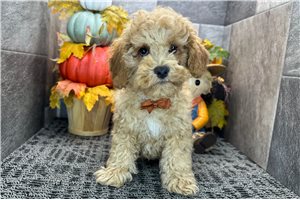 Rolf - Cockapoo for sale