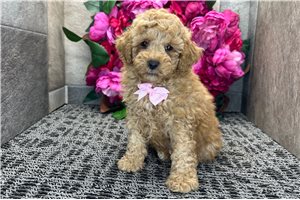 Phineas - Cockapoo for sale