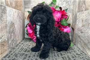 Noah - puppy for sale