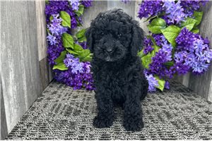 Nolan - puppy for sale