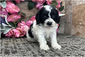Rylee - Cockapoo for sale
