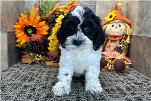 Rylee - Cockapoo for sale