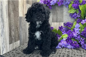 Nathan - Cockapoo for sale