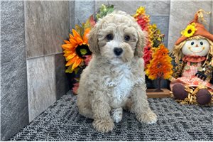 Patrick - Cockapoo for sale