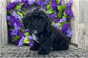 Noah - Cockapoo for sale