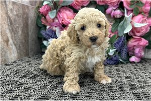 Persephone - puppy for sale