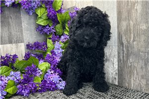 Nolan - Cockapoo for sale