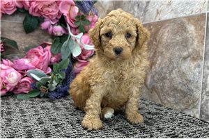 Phineas - Cockapoo for sale