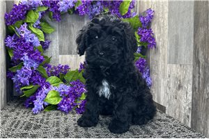 Naomi - Cockapoo for sale