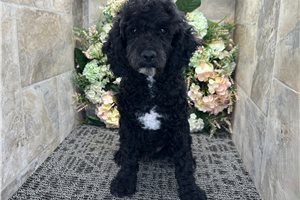 Nathan - Cockapoo for sale