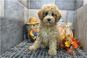 Phineas - puppy for sale