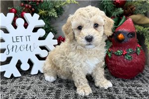 Carter - Cockapoo for sale