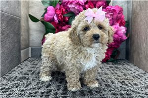 Persephone - Cockapoo for sale