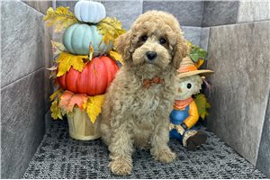 Phineas - Cockapoo for sale