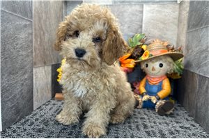 Rolf - Cockapoo for sale