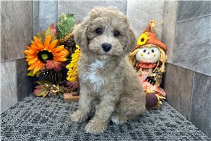 Pongo - Cockapoo for sale