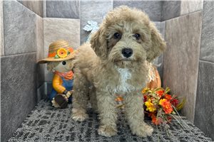 Pongo - puppy for sale