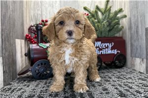 Cookie - Cockapoo for sale