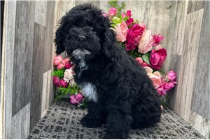 Nathan - puppy for sale