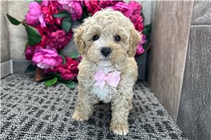 Patrick - Cockapoo for sale