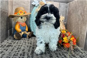Rylee - Cockapoo for sale