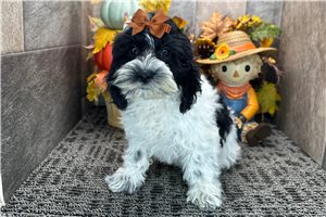 Rylee - Cockapoo for sale