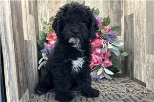 Nathan - Cockapoo for sale