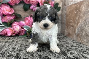 Ruger - puppy for sale