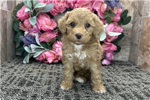 Pongo - Cockapoo for sale