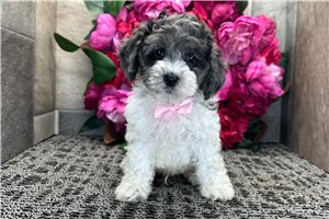 Ronin - Cockapoo for sale